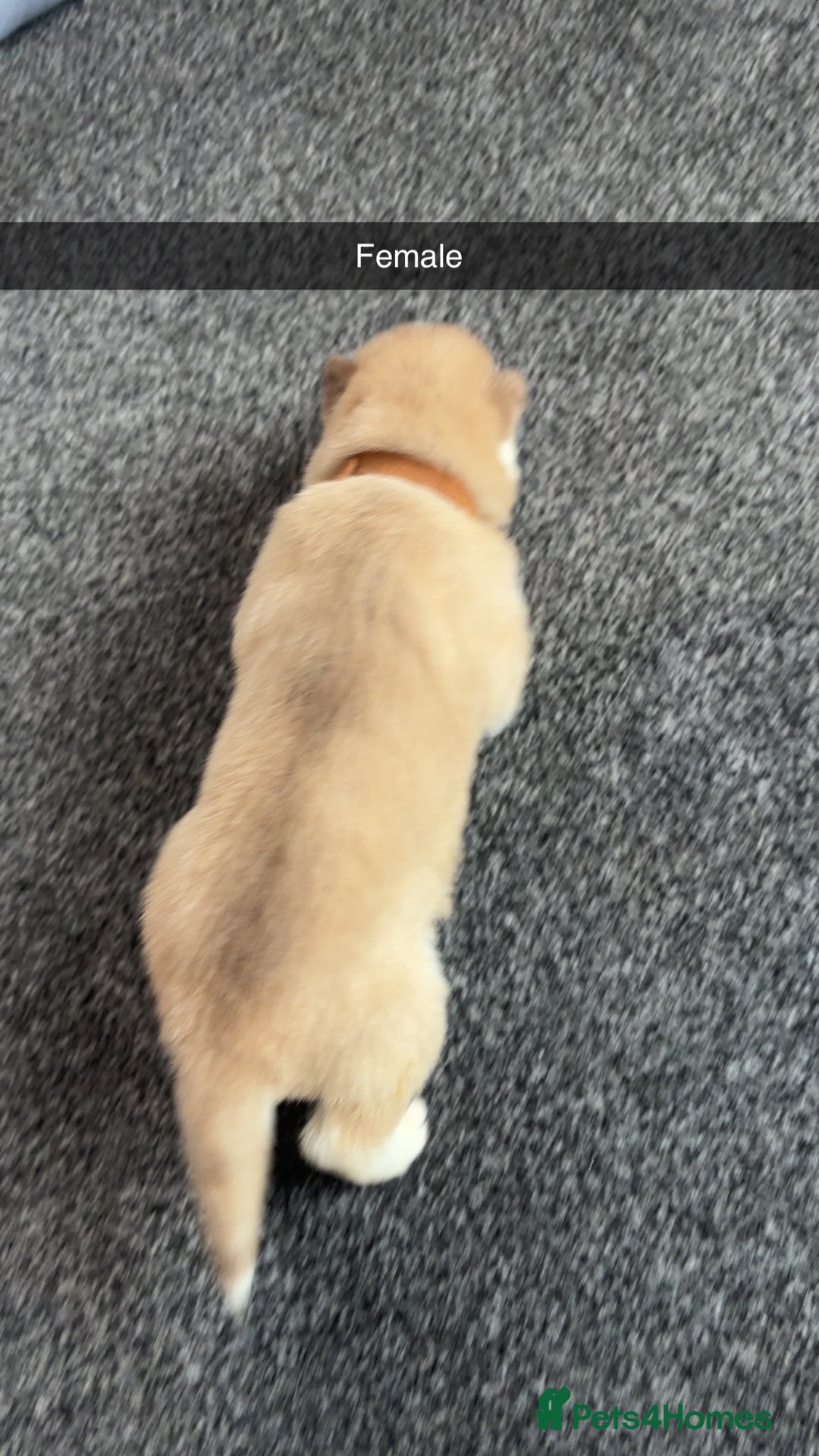 Siberian Husky dogs for sale: Beautiful husky pups 🔥 only 3 male pups left 🔥 - Advert 27