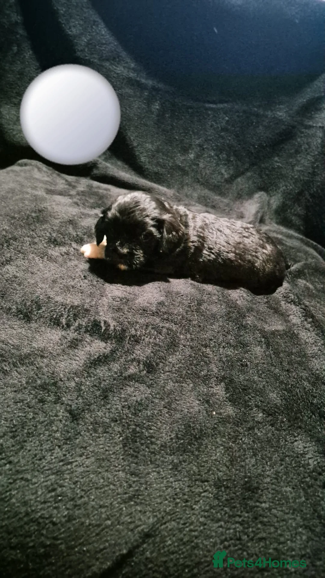 Mixed Breed dogs for sale: Cava tzu puppies - Advert 20
