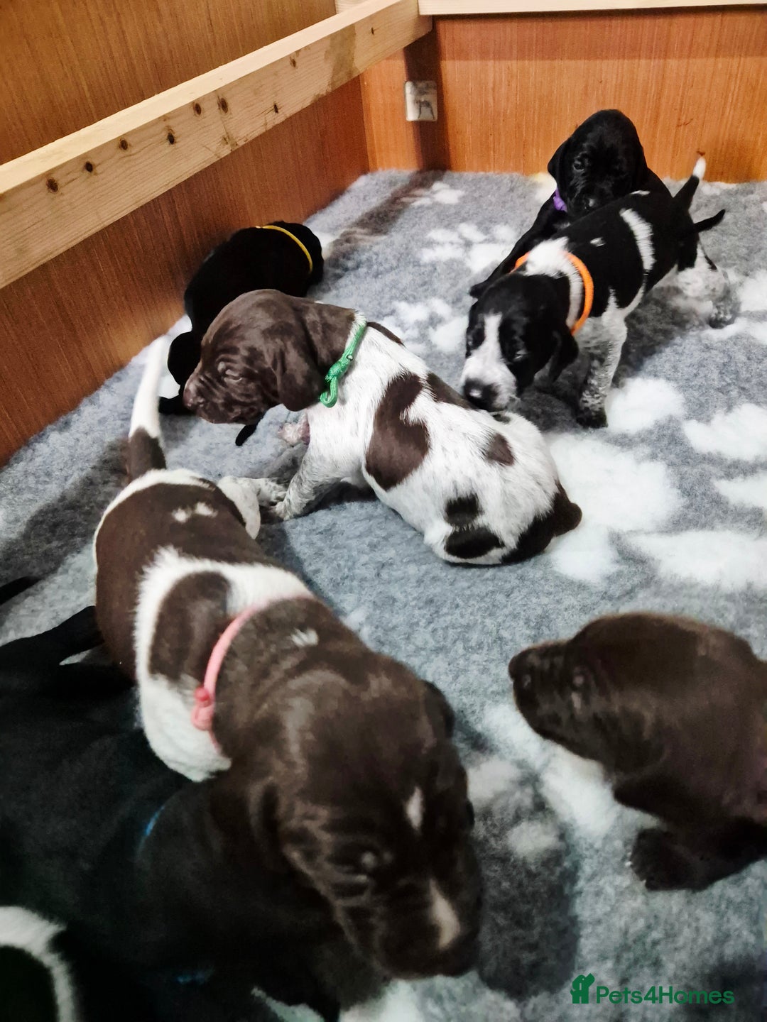 German Shorthaired Pointer dogs for sale: German Shorthaired Pointer/Irish Setter-Poinsetter - Image 1