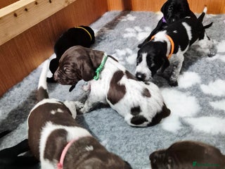 German Shorthaired Pointer dogs - Advert 29