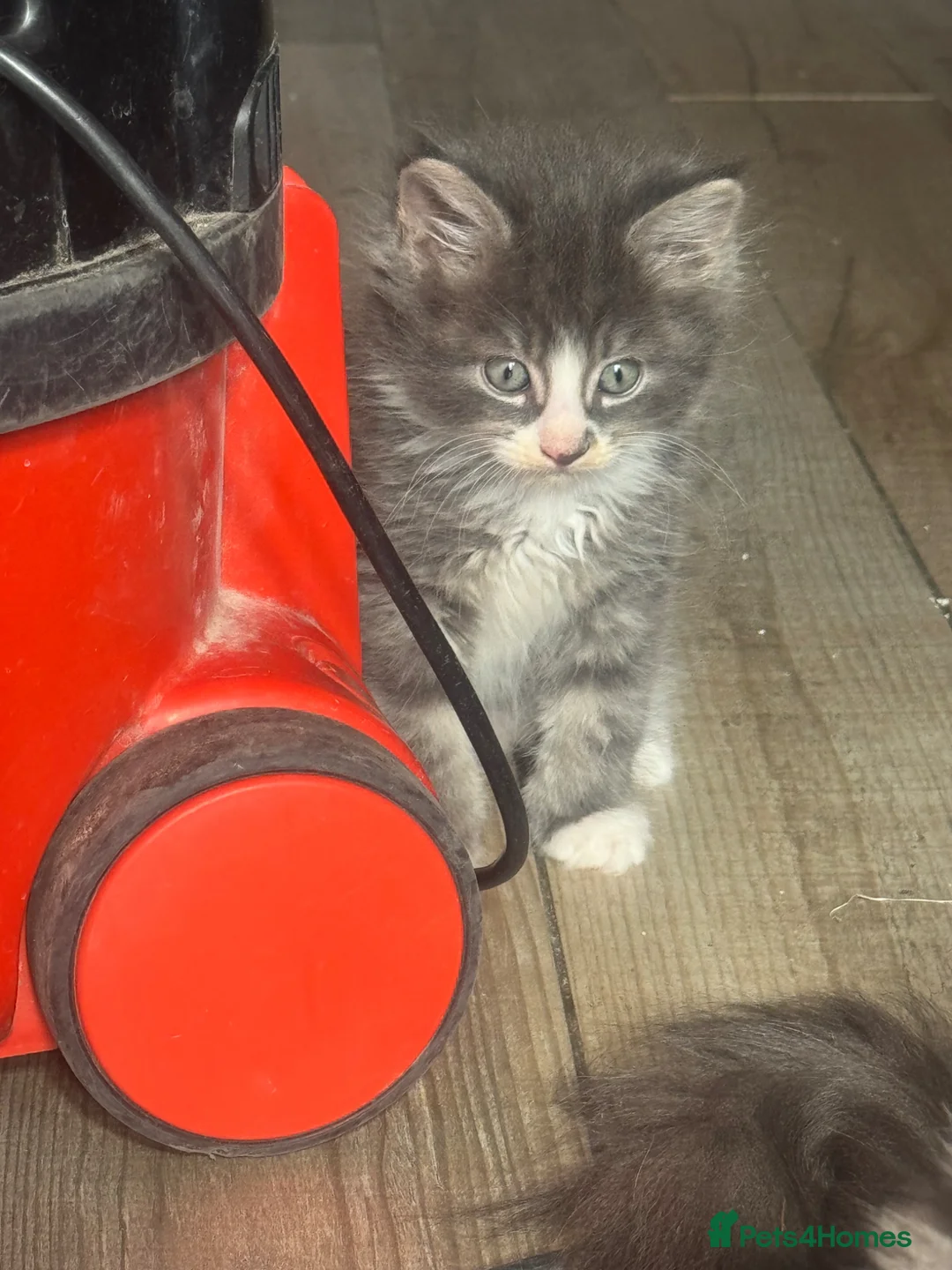 Mixed Breed cats for sale: Stunning Maine coon cross ragdoll kittens ready - Advert 17