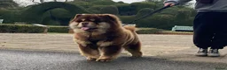 Chow Chow dogs for stud: Chocolate and tan chow chow - Advert 4