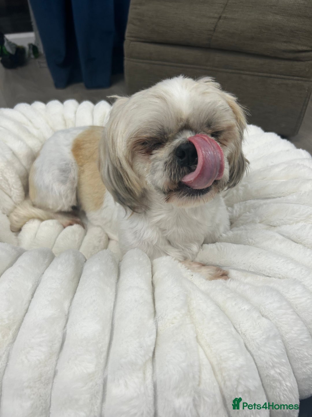 Shih Tzu dogs for sale: Shih tzu - Image 2