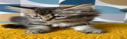 Domestic Shorthair cats for sale: Domestic possible longhaired kittens  - Advert 6