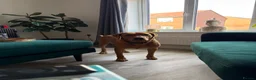 Labrador Retriever dogs for sale: Ted - 18 months old  in Worcester - Advert 3