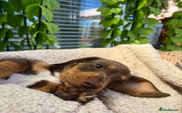 Dachshund dogs for sale: Dachshund Puppy - Image 3