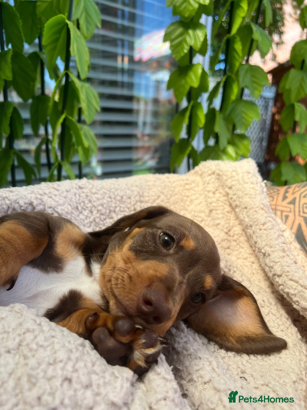 Dachshund dogs for sale: Dachshund Puppy - Image 3