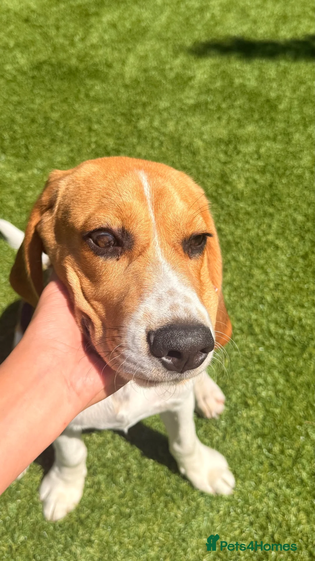 Beagle dogs for sale: Beagle puppy Archie in Pinner - Advert 8