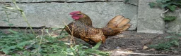 Chickens poultry for sale: 2 x Male Gold Sebright for free - Advert 2