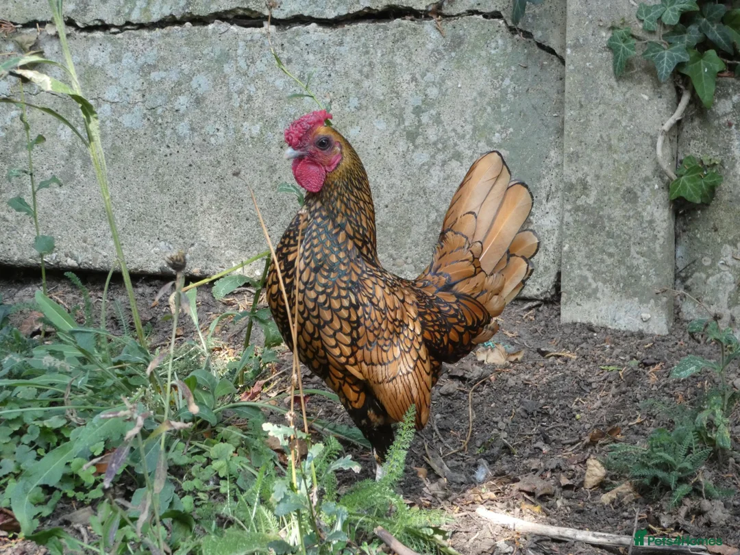 Chickens poultry for sale: 2 x Male Gold Sebright for free - Advert 2