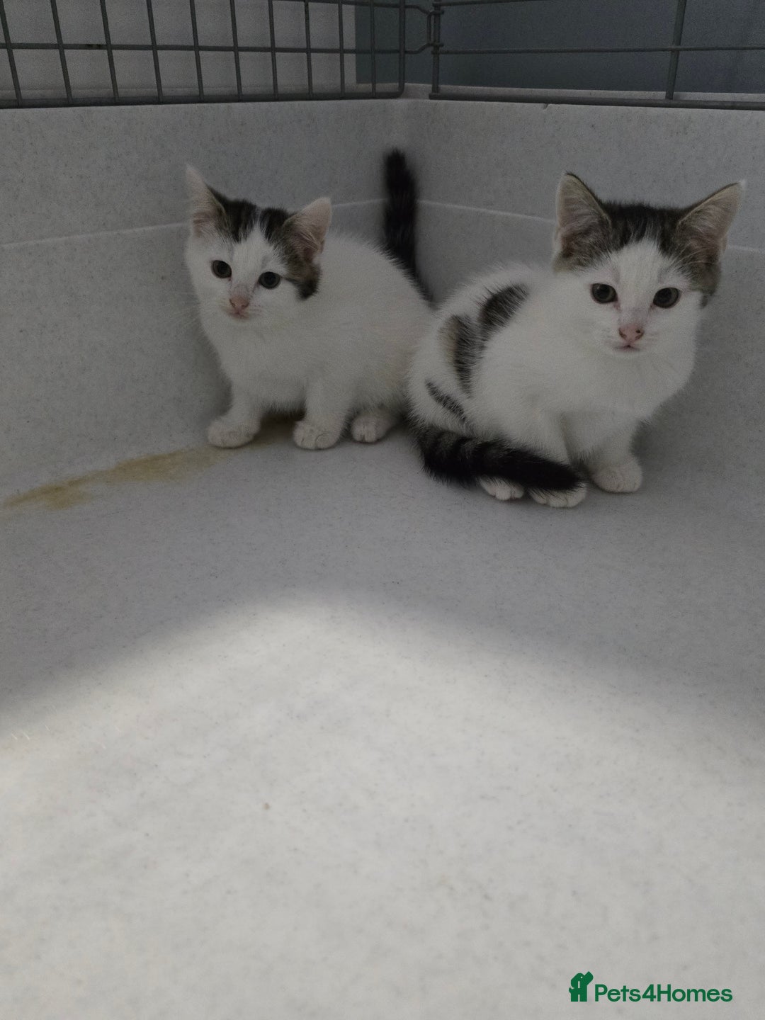 Mixed Breed cats for sale: Gorgeous Boys ready now!!! - Advert 3