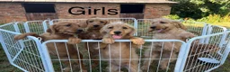 Labradoodle dogs for sale: Adorable Small Labradoodle Puppies - Advert 4