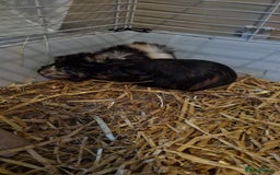 Guinea Pig rodents for sale: Two female guinea pigs with cage - Image 3