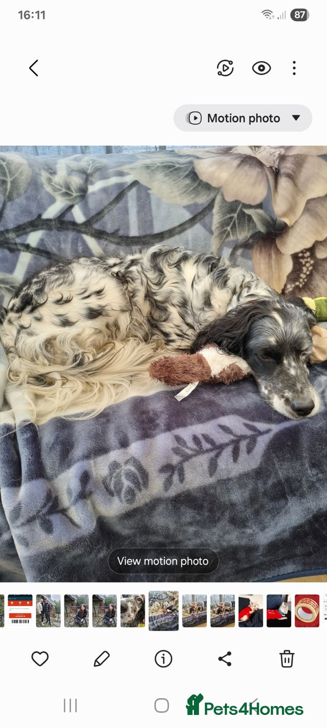 English Setter dogs for adoption: Evo and Rock - Image 6