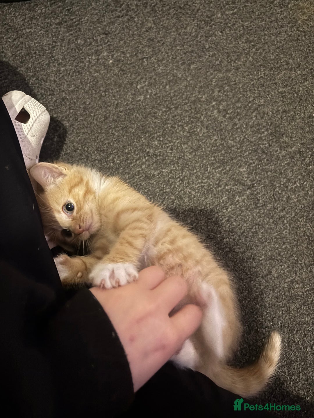 Domestic Shorthair cats for sale: 4 beautiful kittens looking for homes 🏡🥰 - Image 11