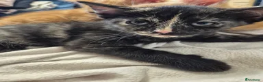  Kitten 2