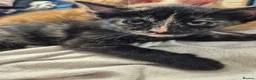 Mixed Breed cats for sale: 9 week old kittens ready for their forever homes  - Advert 2
