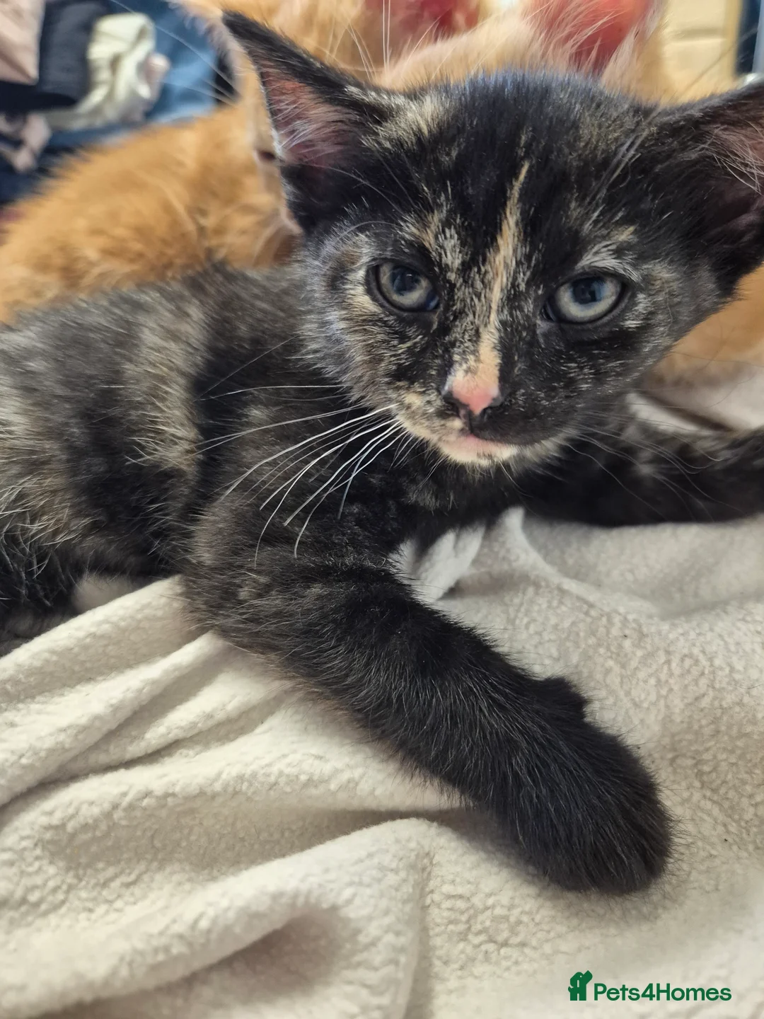 Mixed Breed cats for sale: 9 week old kittens ready for their forever homes  - Advert 2