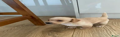 Jackapoo 6