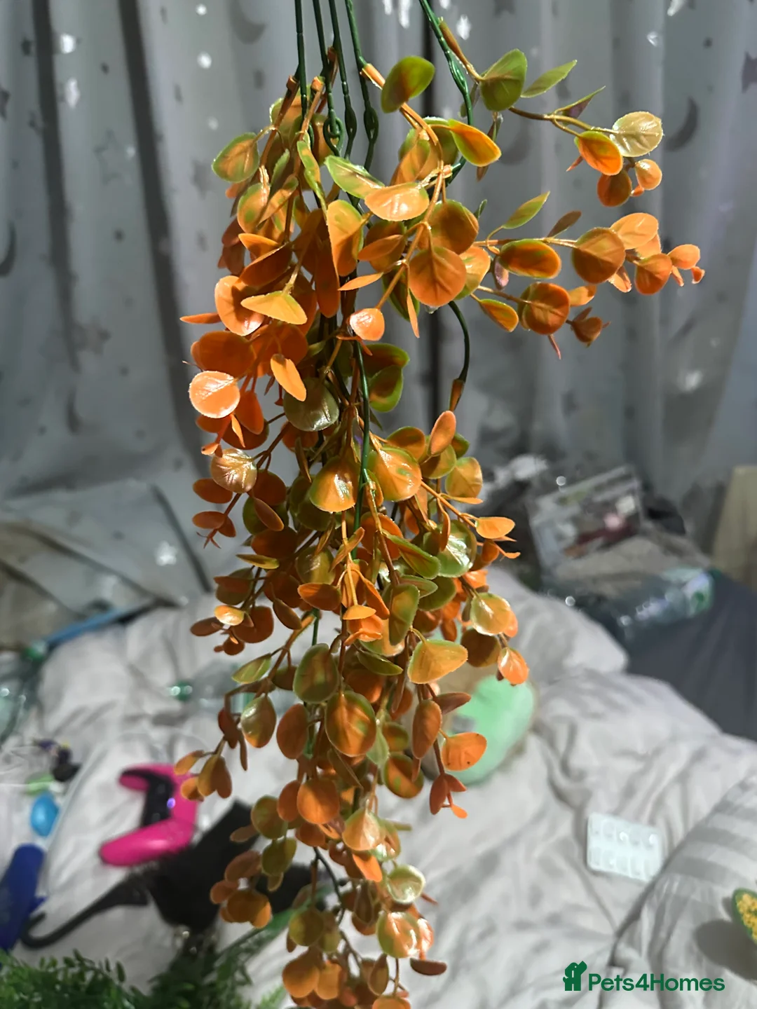 Corn Snake reptiles for sale: Corn snake with everything  - Advert 6