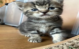 Maine Coon cats for sale: Maine coon cross kittens  - Image 27