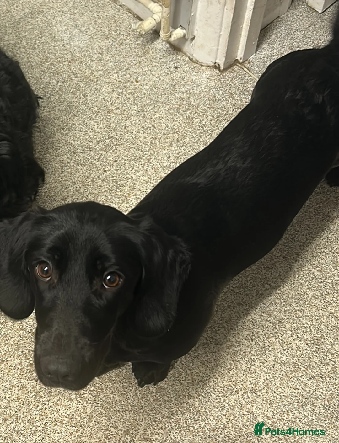 Mixed Breed dogs for sale: Looking for home  - Advert 8