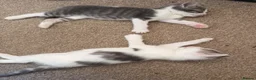 Mixed Breed cats for sale: Two lovely kittens for rehoming  - Advert 4