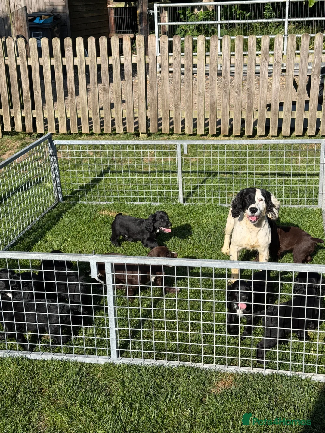 Sprocker dogs for sale: Sprocker spaniel pups - Advert 2
