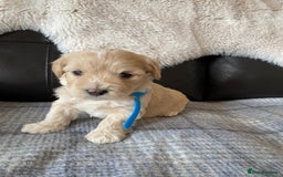 Maltipoo dogs for sale: Gorgeous f1 maltpoos health tested parents  - Image 16