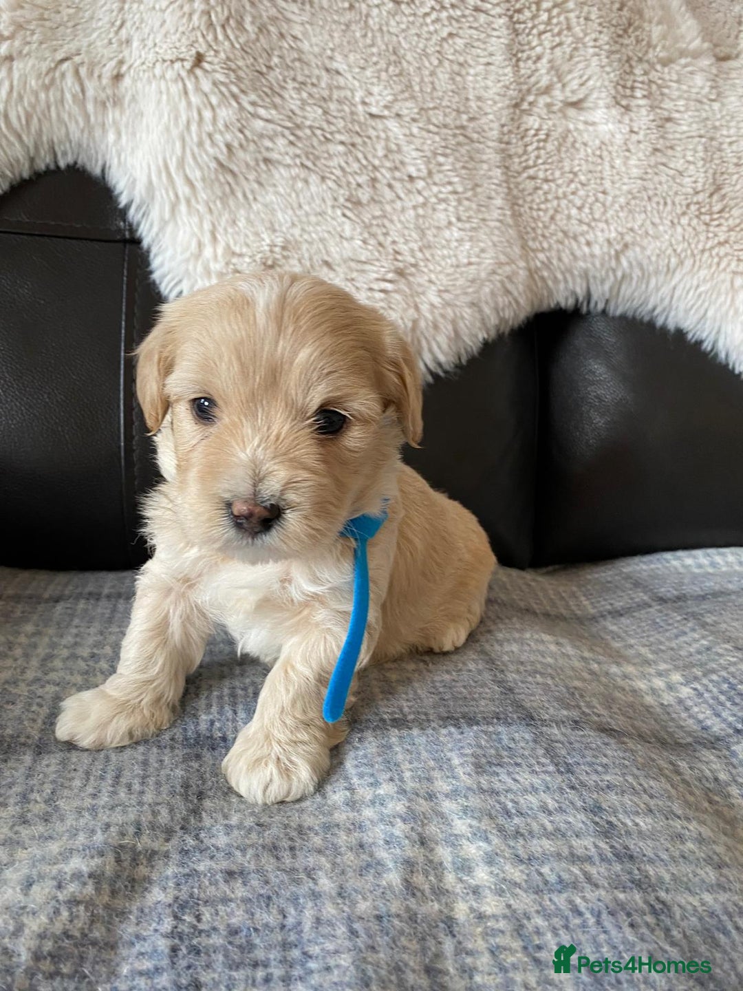 Maltipoo dogs for sale: Gorgeous f1 maltpoos health tested parents  - Image 16