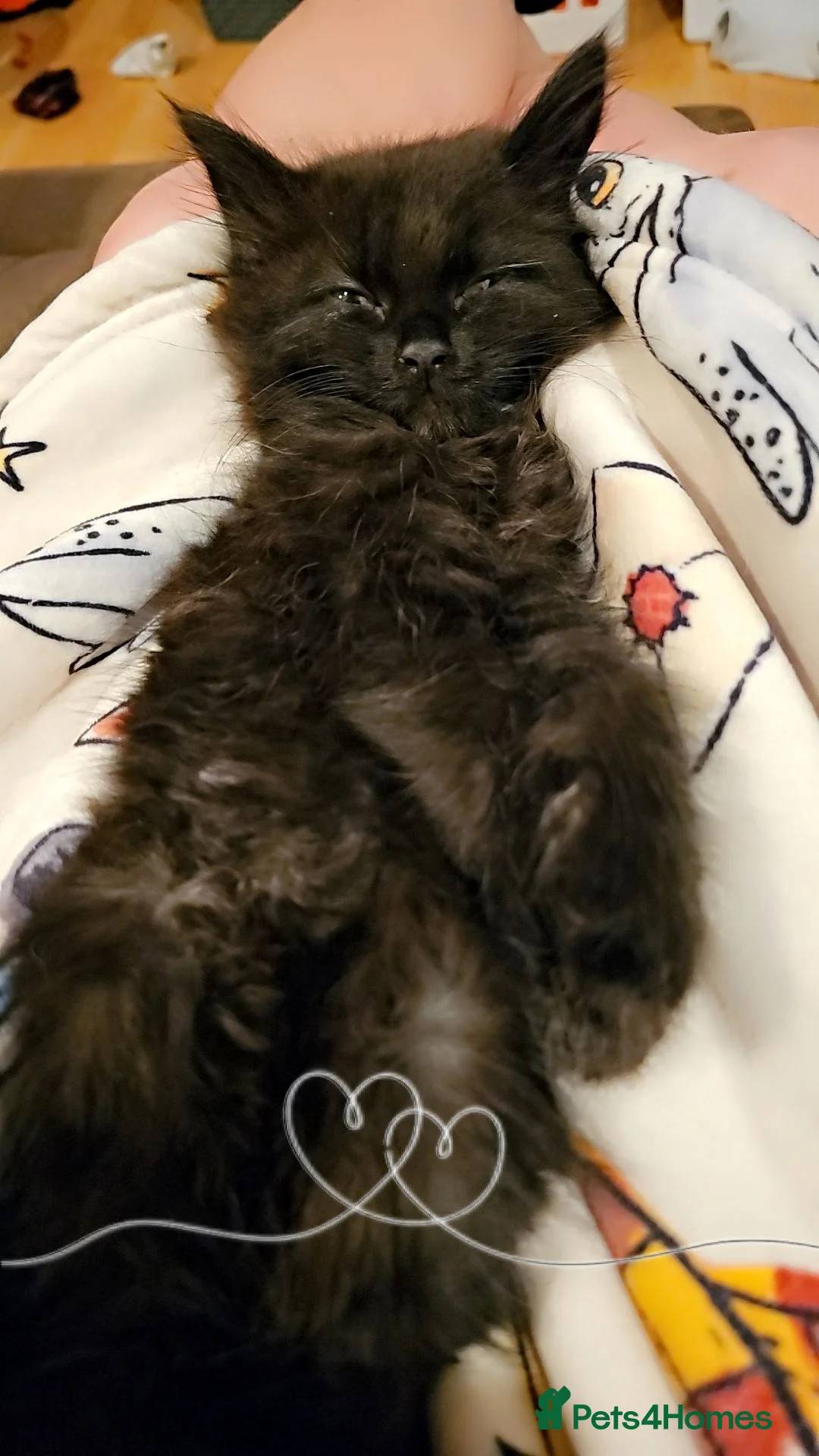 Mixed Breed cats for sale: Male kitten in Clacton-on-Sea - Advert 3
