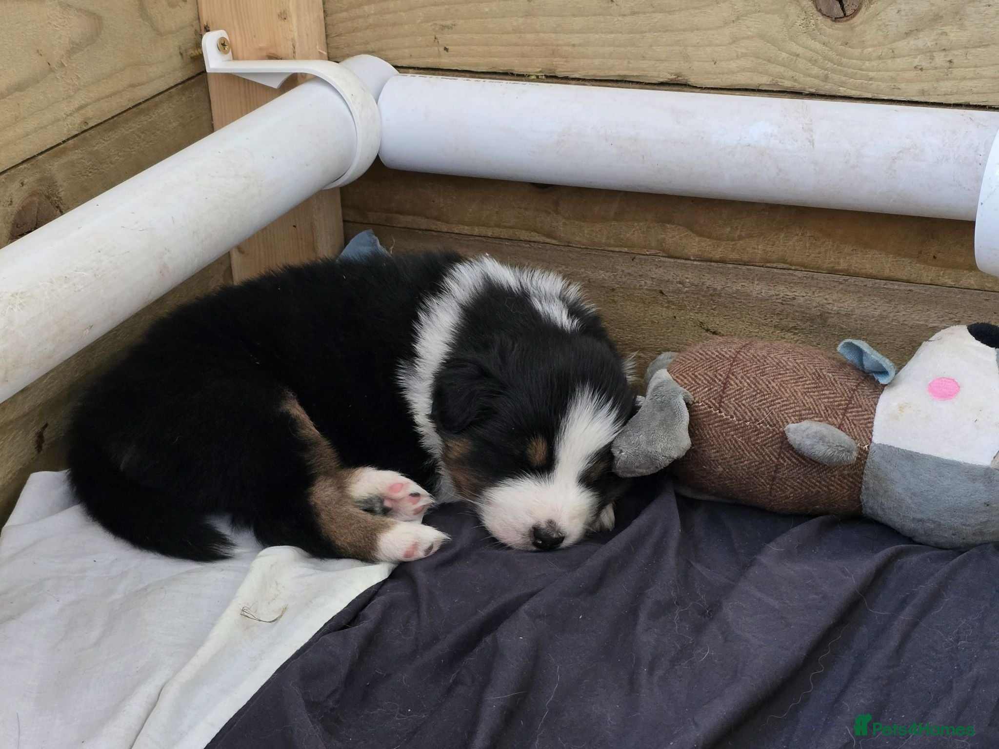 Australian Shepherd dogs 🐾 Beautiful Australian Shepherd (Aussie) Puppies  - Advert 5