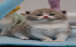 British Shorthair cats for sale: 🐾GCCF Registered British Shorthair Kittens🐾 - Image 8