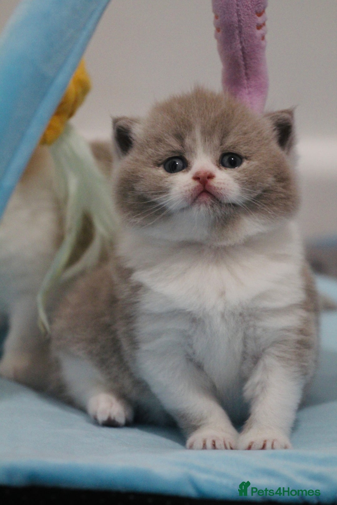 British Shorthair cats for sale: 🐾GCCF Registered British Shorthair Kittens🐾 - Image 8