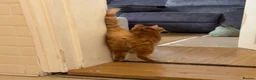 Domestic Shorthair cats for sale: Tabby - beautiful boy - Advert 11