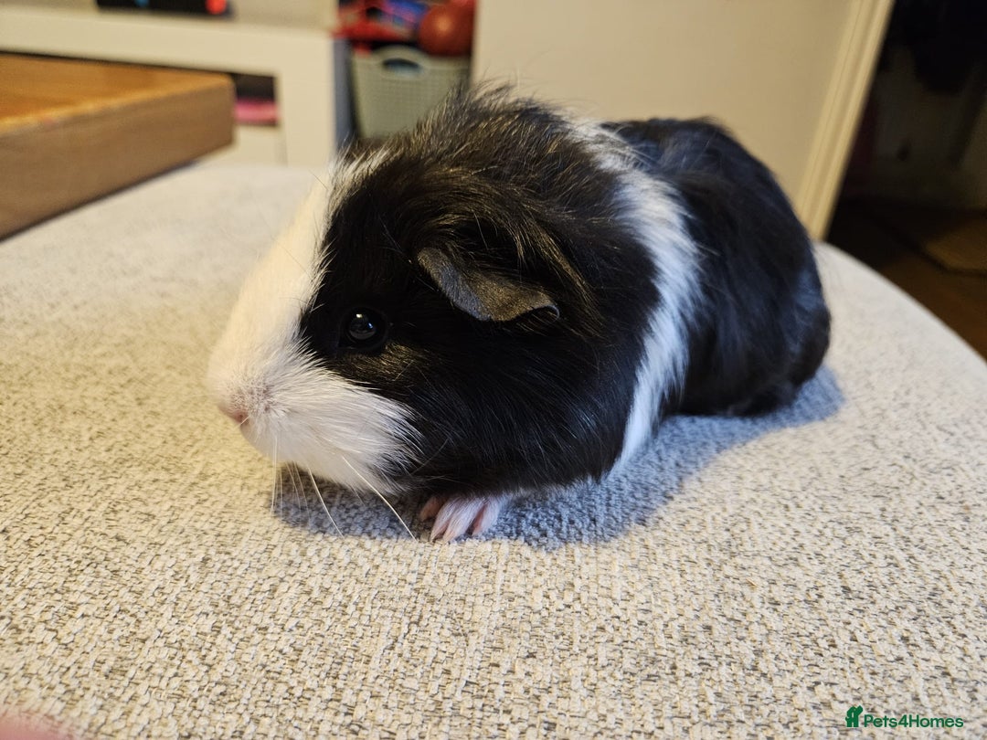Guinea Pig rodents for sale: Baby boy Guinea pig looking for forever home.  - Image 2
