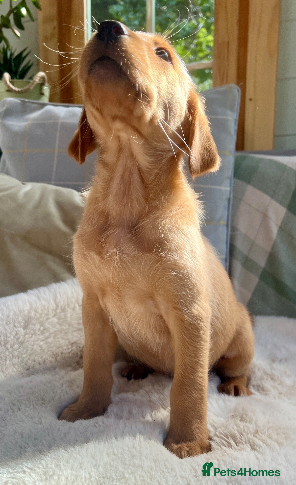 Labrador Retriever dogs KC reg Labrador , health tested parents  - Advert 1