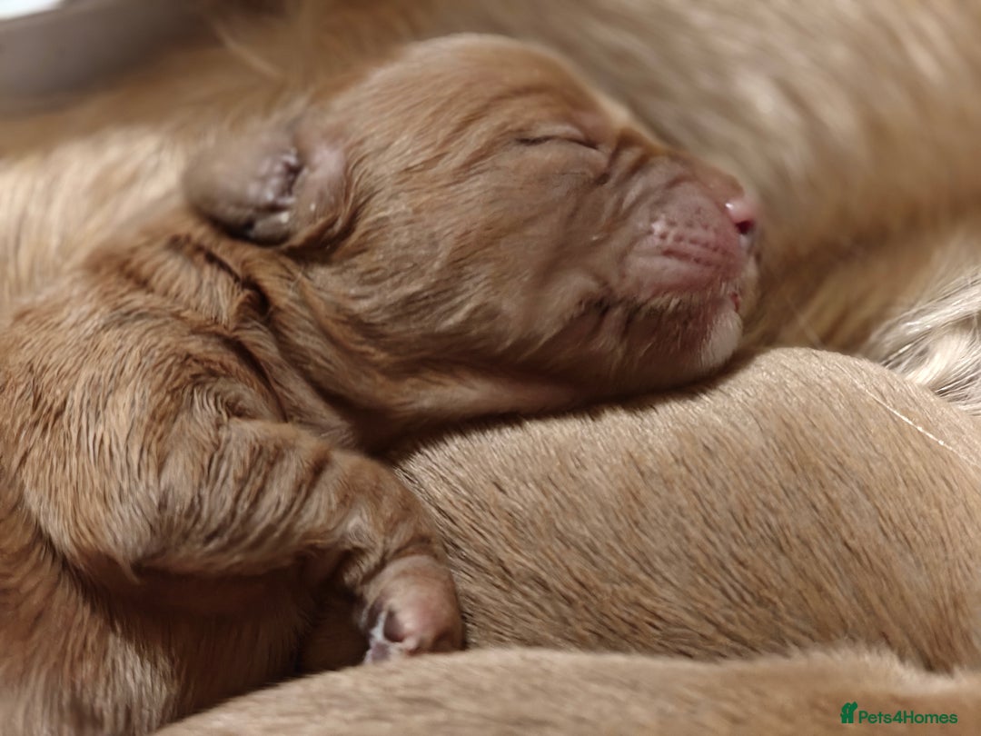 Mini Goldendoodle dogs for sale: Stunning home-bred F1 Goldendoodles,KC REG parents - Advert 15