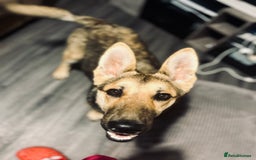 German Shepherd dogs for sale:  9 Month Old Pup Ready for His Forever Home  - Image 3