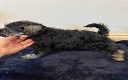 Miniature Schnauzer dogs for sale: Bundles of joy - Image 7