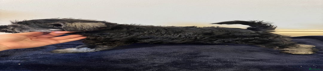 Miniature Schnauzer Puppy 5