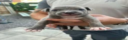 Staffordshire Bull Terrier dogs for sale: LAST ONE ** BLUE STAFFORDSHIRE BULL TERRIERS  - Advert 27
