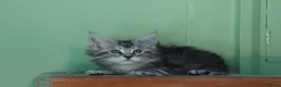 Maine Coon cats for sale: Pure Maine Coons Kittens For Sale - Advert 5