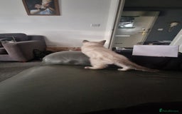 Ragdoll cats for sale: Ragdoll X Bengal - Image 17