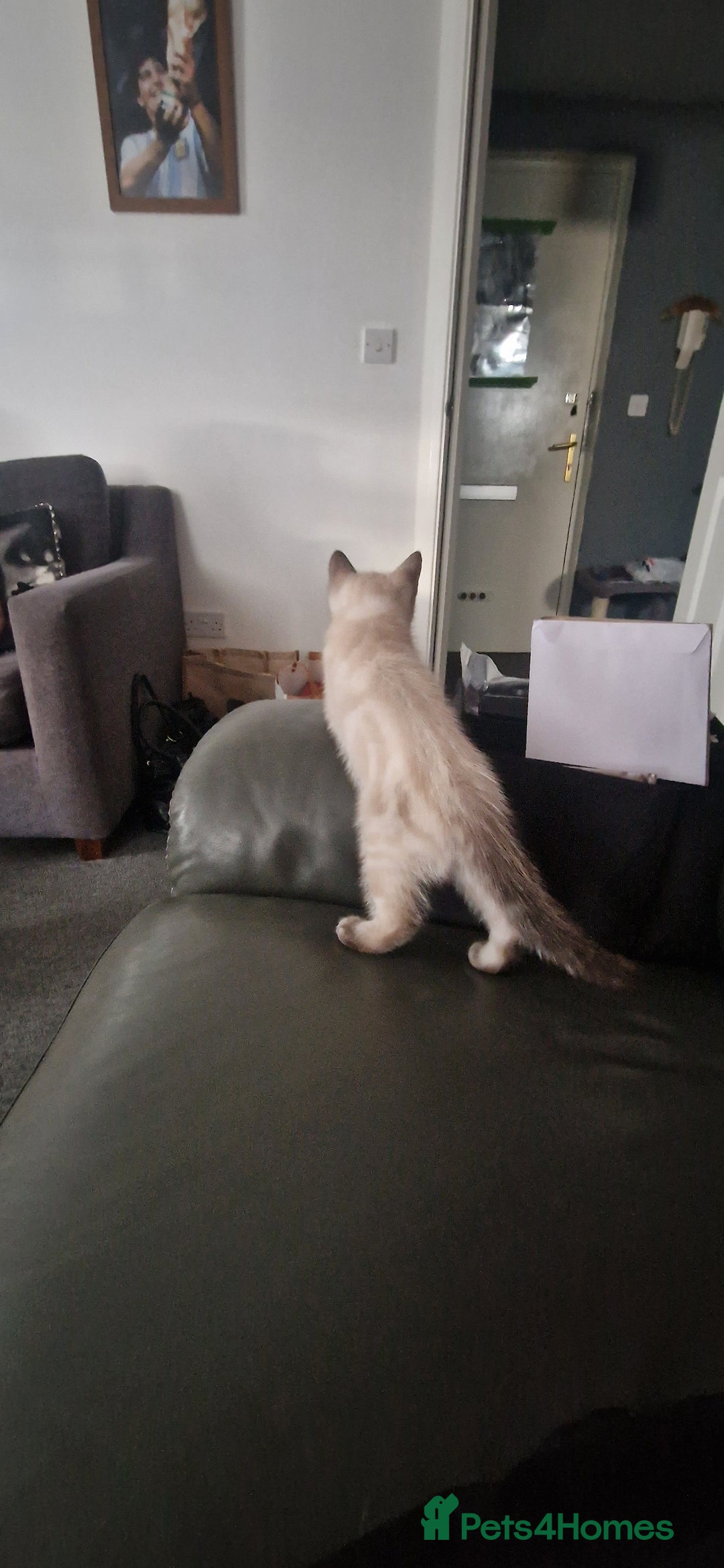 Ragdoll cats for sale: Ragdoll X Bengal - Image 17