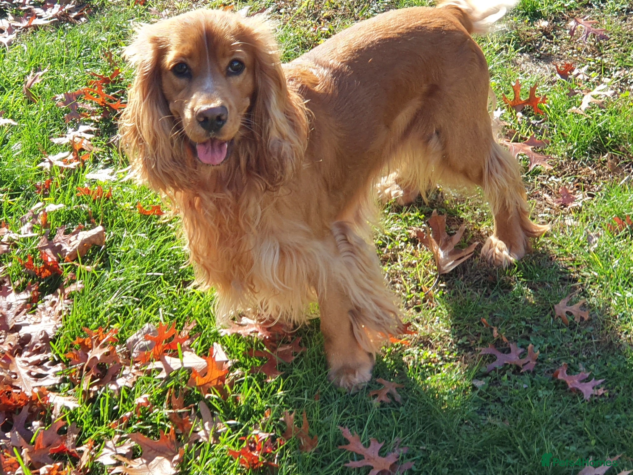 Cocker Spaniel dogs Golden English cocker pedigree  Stud - Advert 4