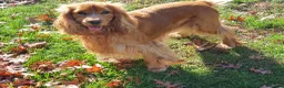 Cocker Spaniel dogs for stud: Golden English cocker pedigree  Stud - Advert 1