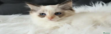 Ragdoll 3