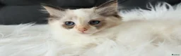 Ragdoll cats for sale: Gorgeous Ragdoll Babies - Advert 7