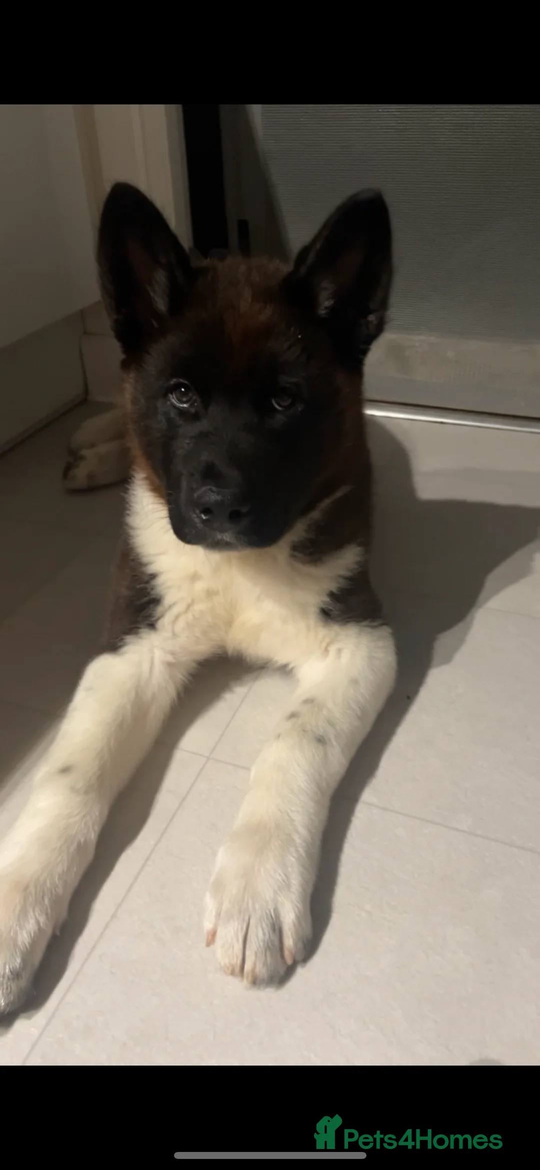 Akita dogs for stud: Looking to breed Bear with another American Akita  - Advert 6